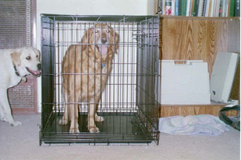 Georgie begging to be let out of Pele's crate