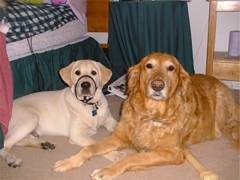Pele and Georgie by the bed