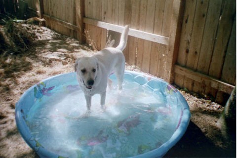 Pele is his wading pool