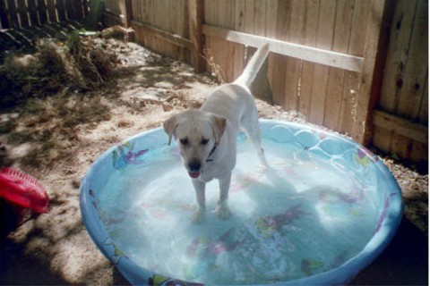 Still hanging out in his pool