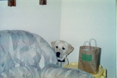 Pele peeking out from behind the couch and next to a small table