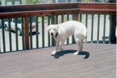 Pele turning on the deck to come back in the house