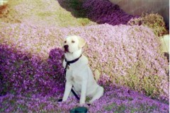 Pele sitting regally in a bed of purple iceplant flowers