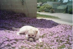 Pele laying in the iceplant flowers, sniffing them