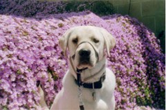 Pele sitting with a backdrop of purple flower, looking grand