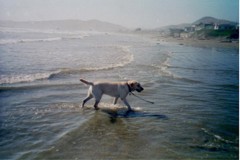 Pele standing in the ocean