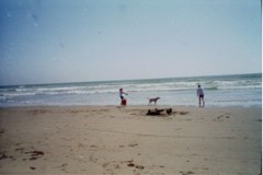 A distant pic of Pele running in the water, with Cassie far behind, looking like she's skiing