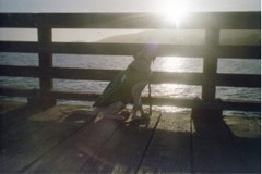 Pele looking through the slats on the pier, over into the water with the sun setting