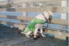 Pele resting his head on the slats of the pier, gazing at the water