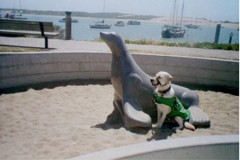 Pele sitting next to a marble seal, in similar positions