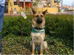 Scuba the GSD
