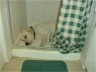 Pele sleeping in my shower