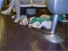 Loretta sleeping at the alley