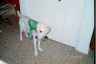 Pele in a puppy coat a few sizes too small