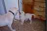 Pele and Lester nose to nose in the kitchen, thinking about romping!