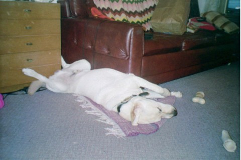 Pele taking a nap on the floor, spread eagle to the world!