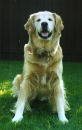 She's a lean, mean, tennisball chasing machine!
