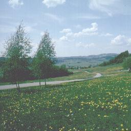 dandelion