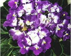 Violets