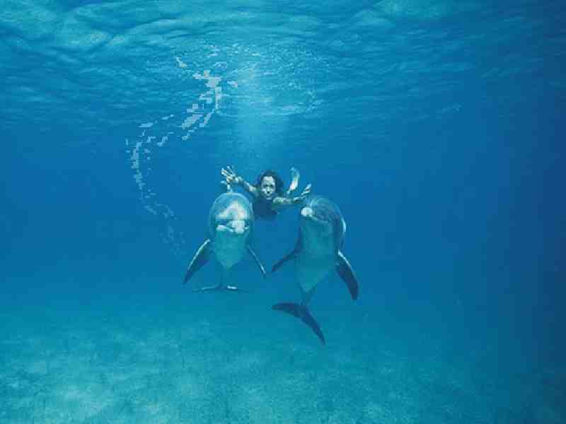 Swimming Dolphin