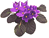 My picutre