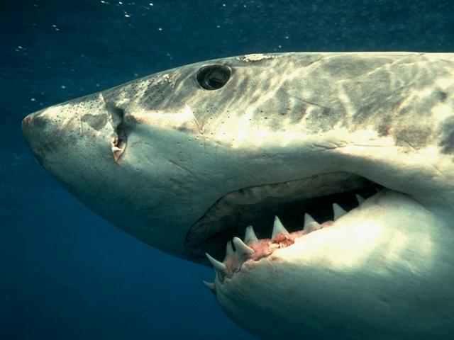 /user/GreatWhite1.jpg