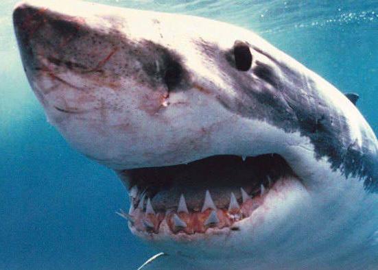 /user/GreatWhite2.jpg