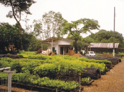Viveiro de Mudas