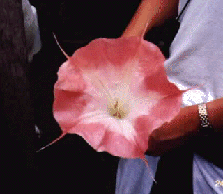 pnkflwr