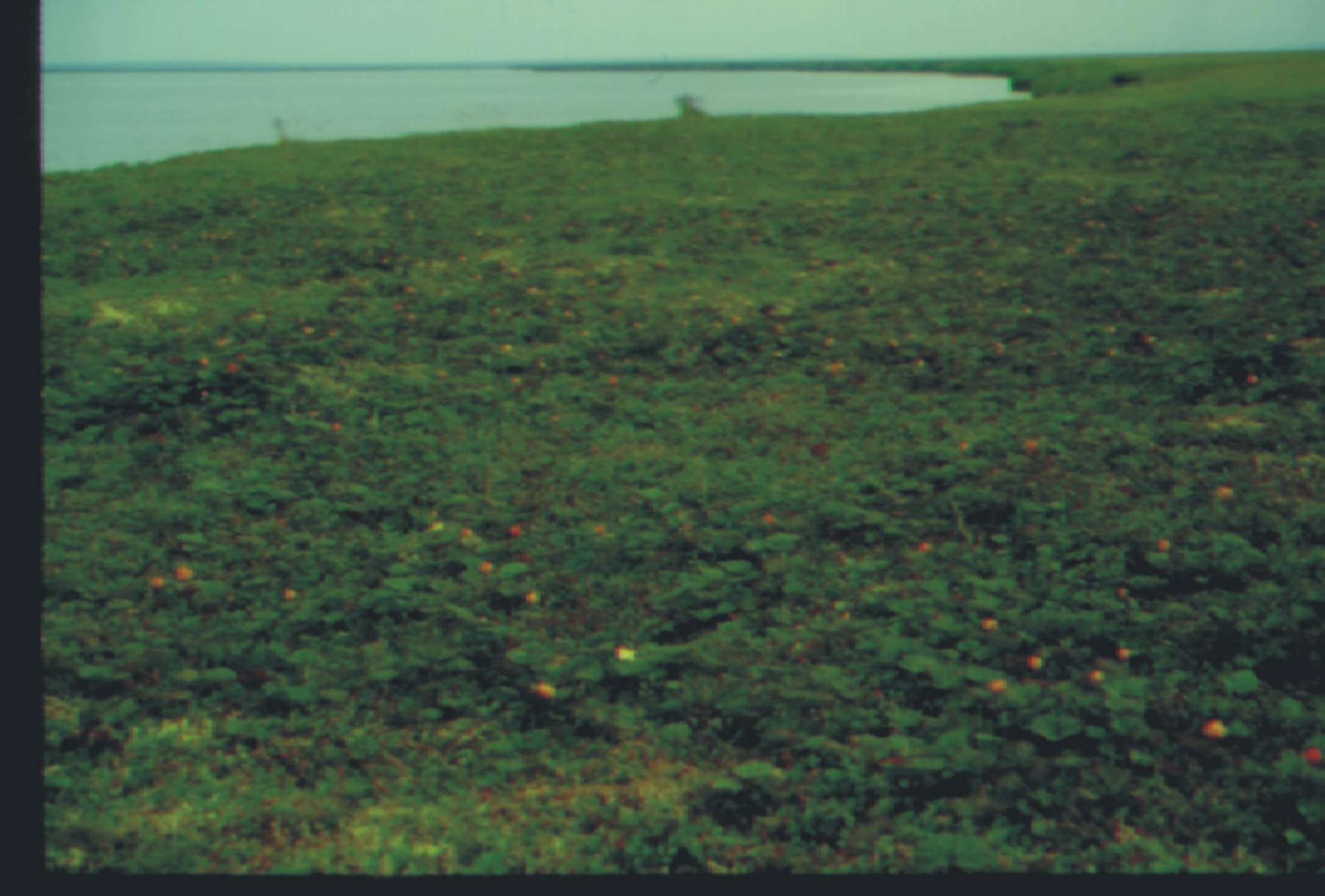 sofo photo fall 2000 10
