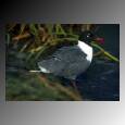 bird 6.jpg (2757 bytes)