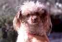 dog.jpg (3168 bytes)