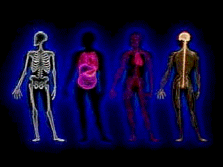 skeleton.gif (19322 bytes)