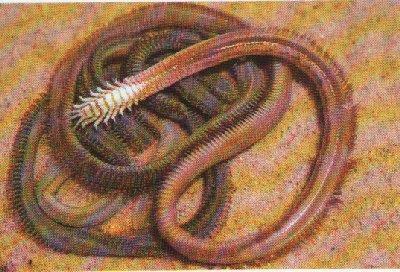 Australonuphis teres