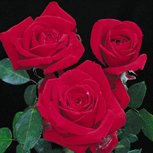 Roses