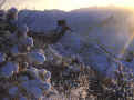 gwsnow.jpg (632508 bytes)