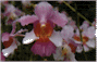 Vanda Miss Joaquim