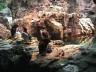 The Oceanarium