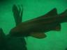 The Oceanarium