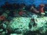The Oceanarium