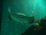 The Oceanarium