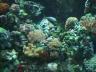 The Oceanarium