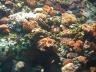 The Oceanarium