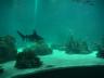 The Oceanarium