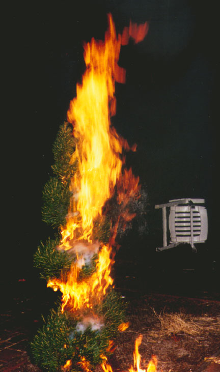 tree.jpg - 67541 Bytes