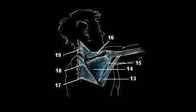 Anatomibild 3