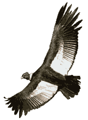 PLAN DE VUELO C�NDOR