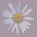 daisy.gif - 976 Bytes