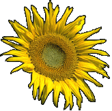 flower1.gif - 11863 Bytes