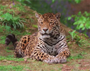 plyleopard.jpg - 19158 Bytes